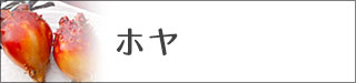 ホヤ